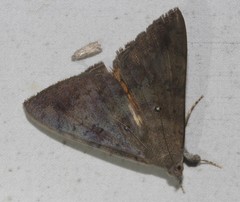Oxyodes tricolor