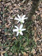 Zephyranthes atamasco