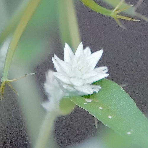 Image of Gomphrena sonorae by (c) Bill Levine, some rights reserved (CC BY)