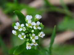 Calepina irregularis