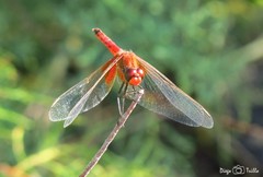 Erythrodiplax corallina