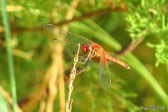 Erythrodiplax corallina