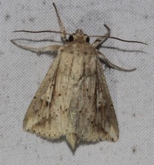 Mythimna decisissima