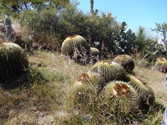 Kroenleinia grusonii