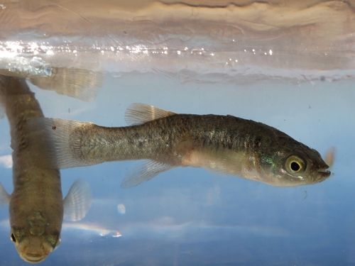 Killivis (Fundulus heteroclitus) — Fundulidae — 2