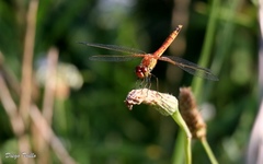 Erythrodiplax corallina