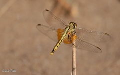 Erythrodiplax corallina