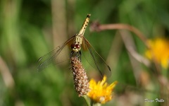Erythrodiplax corallina