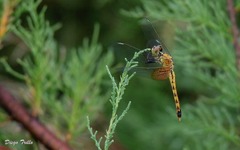 Erythrodiplax corallina