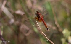 Erythrodiplax corallina