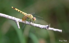 Erythrodiplax corallina