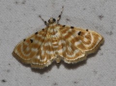Notarcha aurolinealis