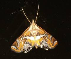 Margarosticha euprepialis