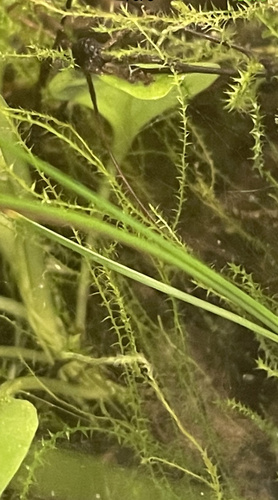 Amblystegium serpens