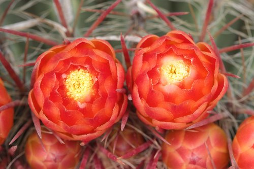 Ferocactus pilosus