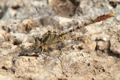 Arigomphus lentulus