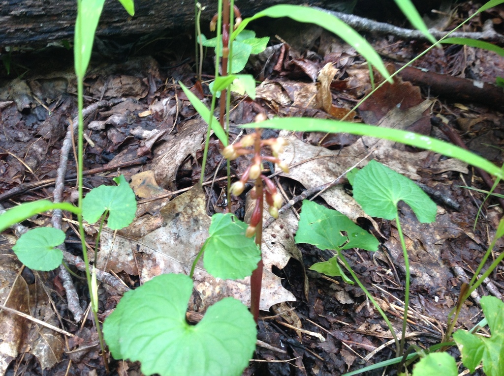 Corallorhiza bentleyi