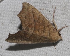 Anomis psamathodes