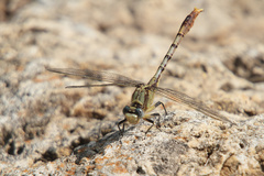 Arigomphus lentulus
