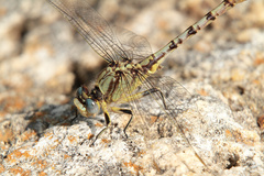 Arigomphus lentulus