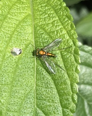 Chrysosoma globiferum