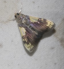 Rehimena cissophora