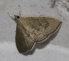 Hyalobathra crenulata