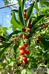 Citharexylum montevidense