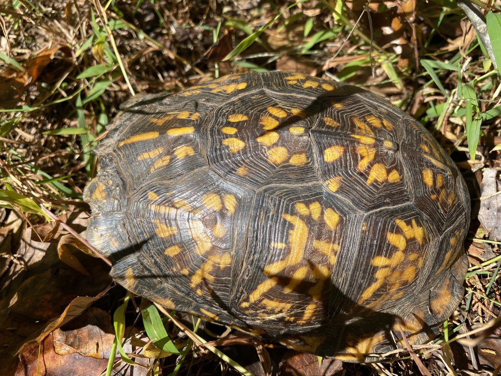 Eastern Box Turtle in October 2023 by rhowen · iNaturalist