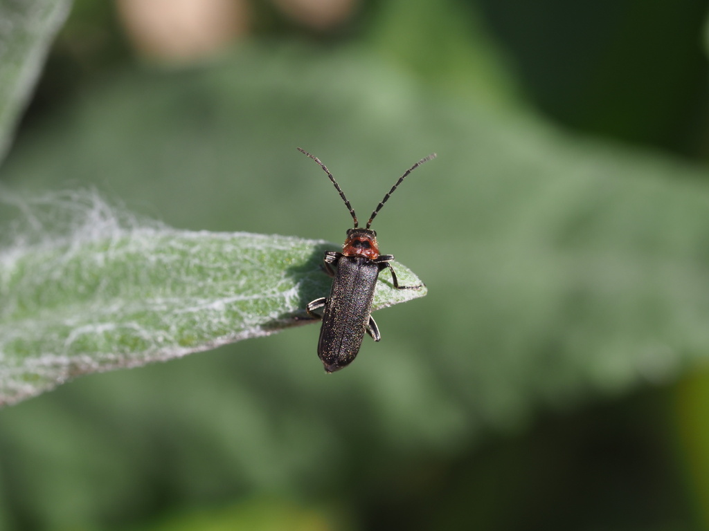 Lycocerus nakanei