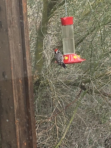 iNaturalist observation photo of Ladder-backed Woodpecker