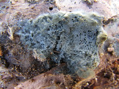 Byssocorticium atrovirens