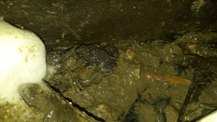 Engystomops pustulatus