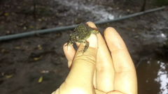 Engystomops pustulatus