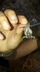 Engystomops pustulatus