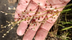 Juncus dubius