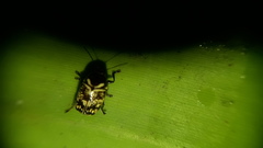 Cryptocephalus picturatus