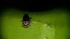 Cryptocephalus picturatus