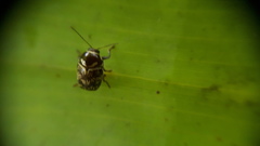 Cryptocephalus picturatus
