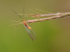 Italochrysa impar