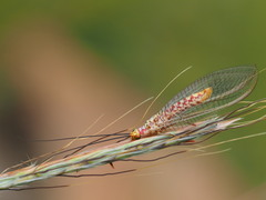 Italochrysa impar