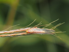 Italochrysa impar