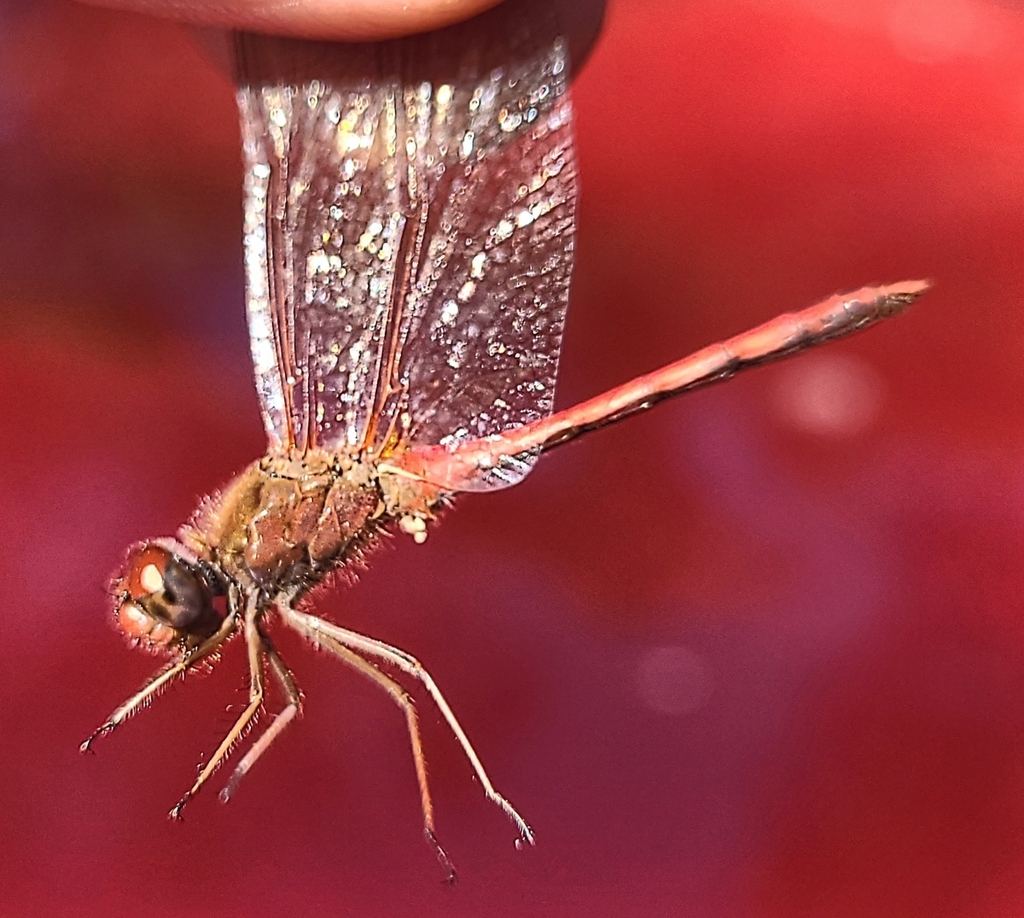 Autumn Meadowhawk From Brewster Ma Usa On October At Pm By Chaffee Monell