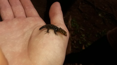 Gonatodes caudiscutatus