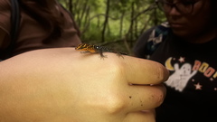 Gonatodes caudiscutatus