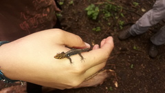 Gonatodes caudiscutatus