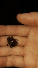 Phanaeus achilles lydiae