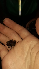 Phanaeus achilles lydiae