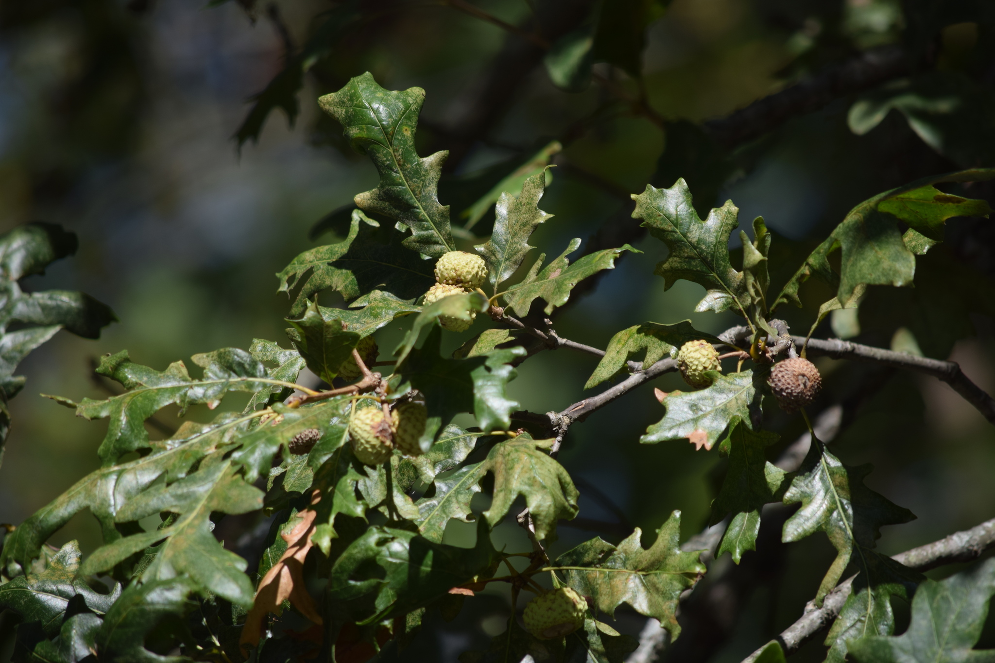 Quercus lyrata