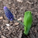 Broad-leaved Grape-Hyacinth - Photo (c) rachelbrodman, some rights reserved (CC BY-NC)